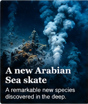 A new Arabian Sea skate