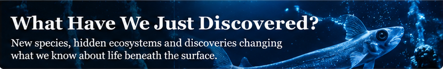 What Have We Just Discovered? New ocean species and hidden ecosystems