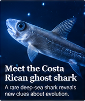 Ghost shark