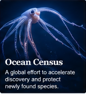Ocean Census